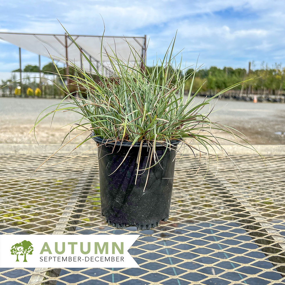 Thumbnail: Blue Zinger Sedge - Carex flacca 'Blue Zinger'