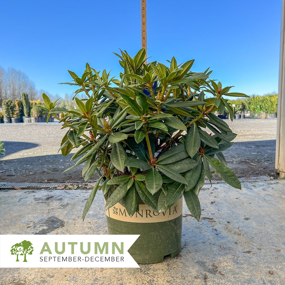 Thumbnail: Taurus Rhododendron - Rhododendron x 'Taurus'