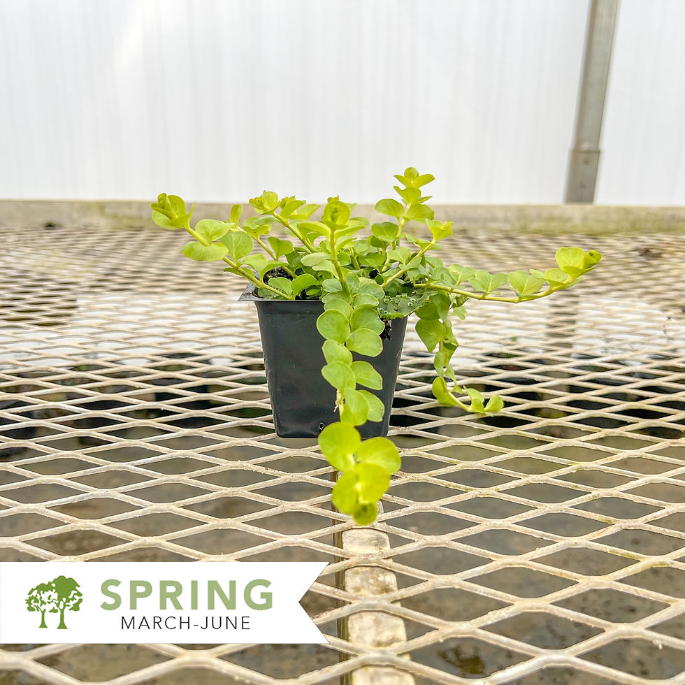 Thumbnail: Golden Creeping Jenny - Lysimachia nummularia 'Aurea'