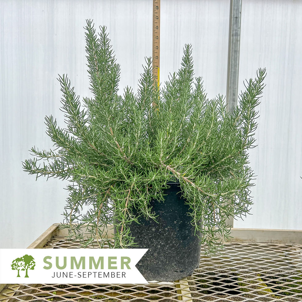 Thumbnail: Roman Beauty Rosemary – Rosmarinus officinalis 'Roman Beauty'