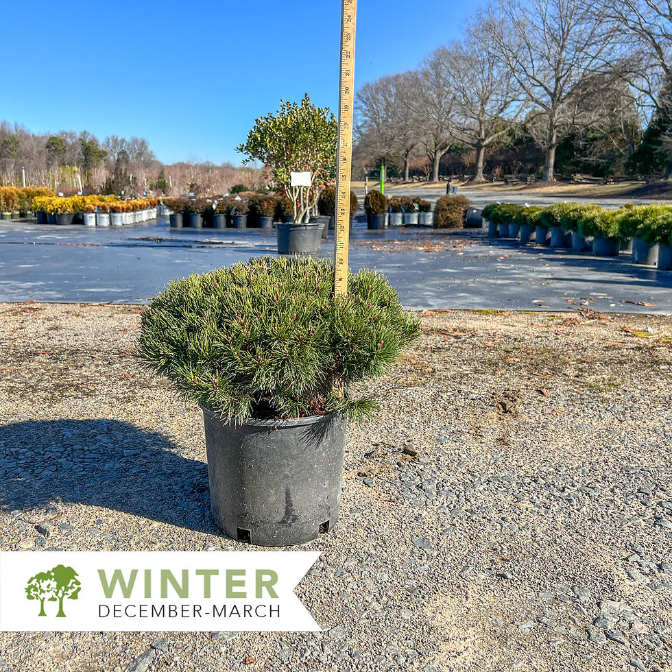 Thumbnail: Pumilo Dwarf Mugo Pine - Pinus mugo var. pumilio