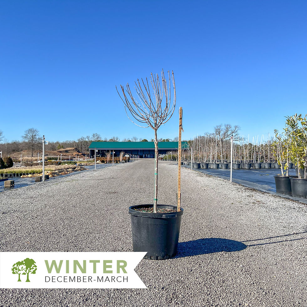 Thumbnail: Quick Fire® Hydrangea - Hydrangea paniculata 'Bulk'