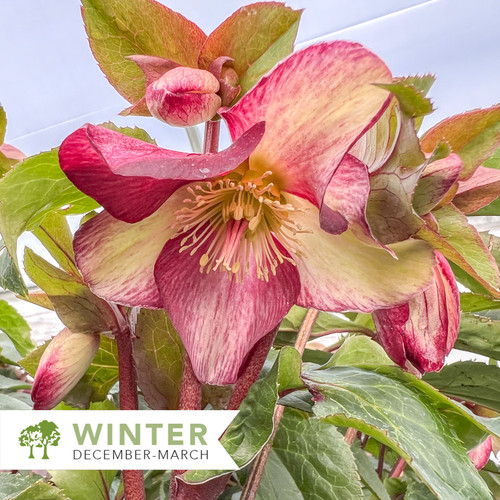 Ice N' Roses® Dark Picotee Lenten Rose – Helleborus x
