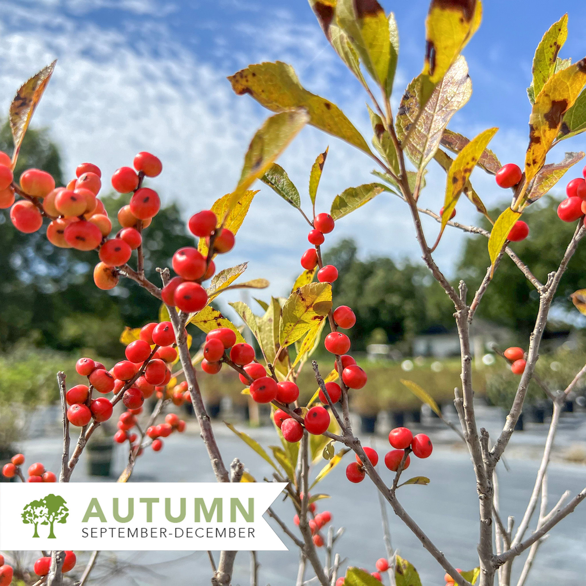 Red Sprite Winterberry - Ilex verticiliata 'Red Sprite'