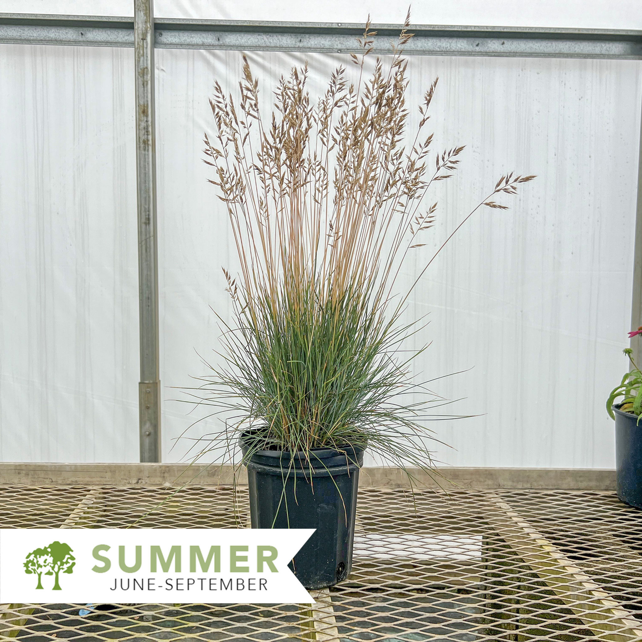 Elijah Blue Fescue – Festuca glauca 'Elijah Blue'
