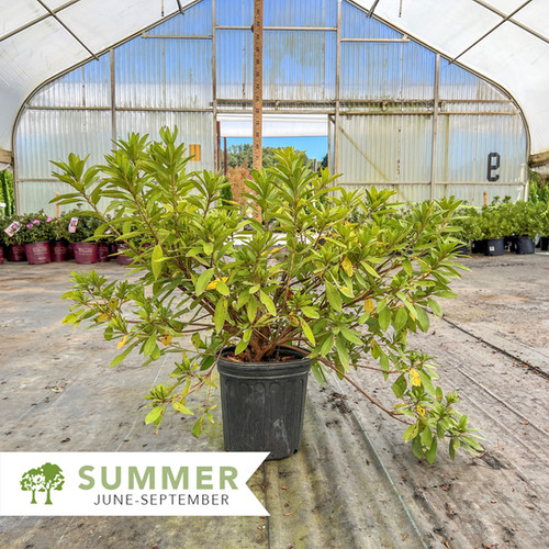 George L Taber Azalea - Rhododendron indicum 'George L. Taber