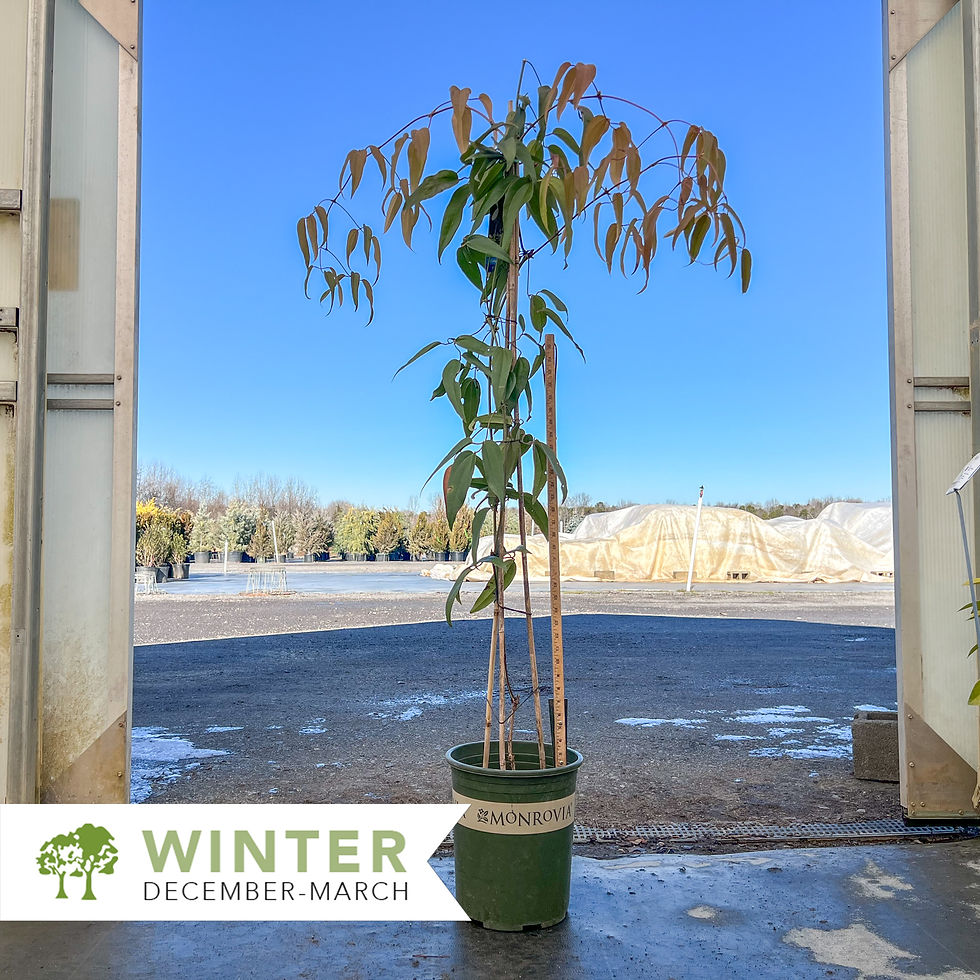 Thumbnail: Armand Evergreen Clematis - Clamtis armandii