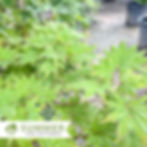 Thumbnail: Autumn Moon Fullmoon Maple - Acer shirasawanum 'Autumn Moon'