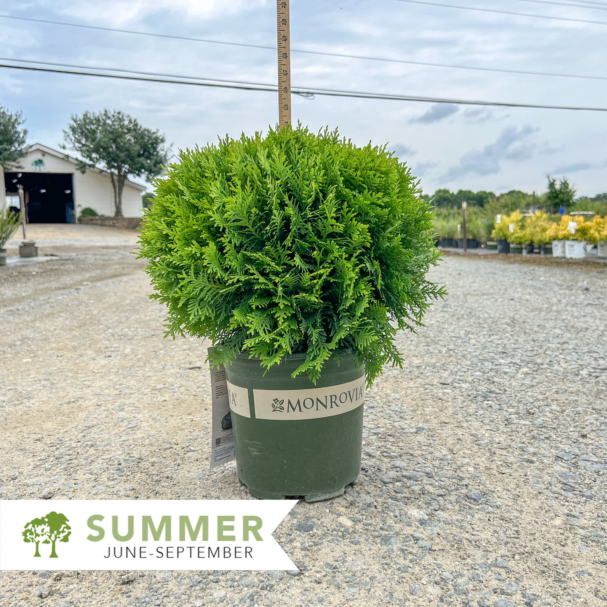 Danica Arborvitae - Thuja occidentalis 'Danica'