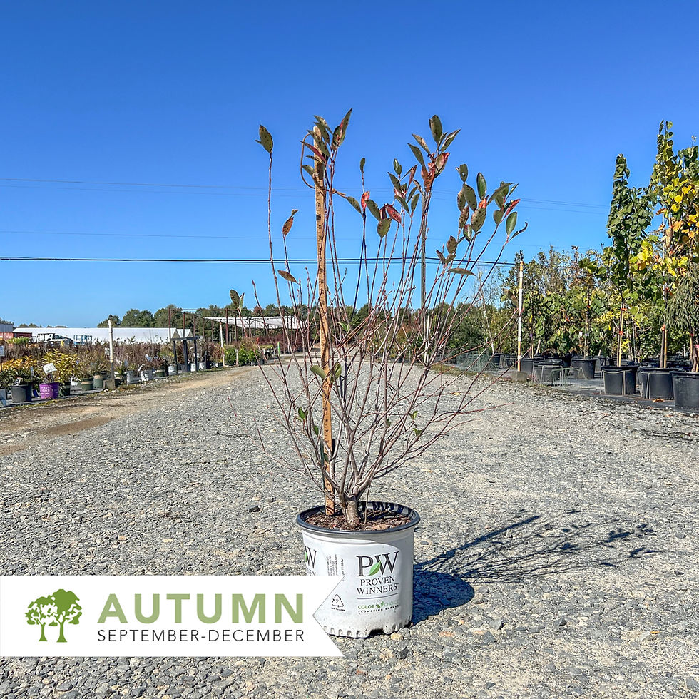 Thumbnail: Low Scape Snowfire® Chokeberry - Aronia melanocarpa  'SMNAMPEM'