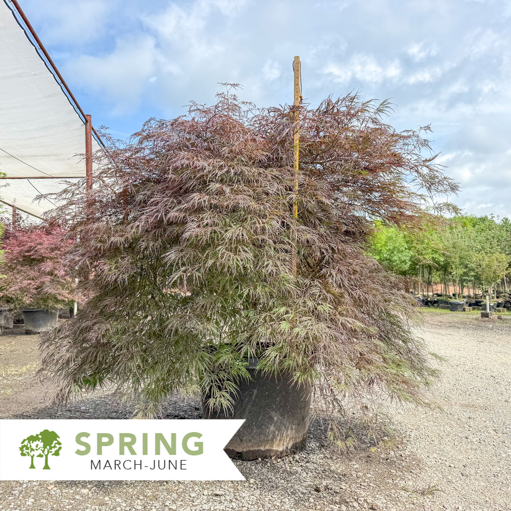 Crimson Queen Japanese Maple - Acer palmatum var. dissectum 'Crimson Queen'