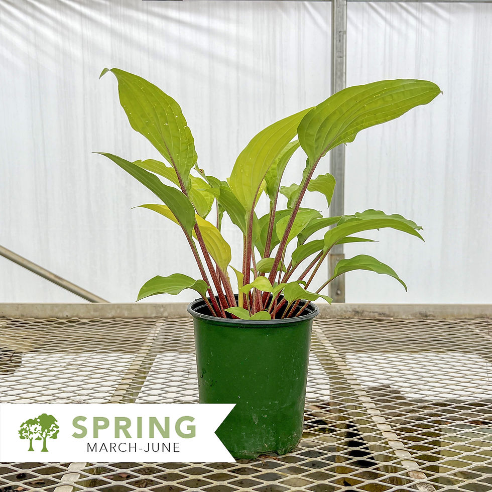 Thumbnail: Fire Island Hosta - Hosta x 'Fire Island'