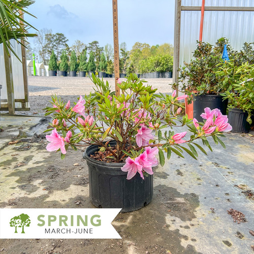 George L Taber Azalea - Rhododendron indicum 'George L. Taber