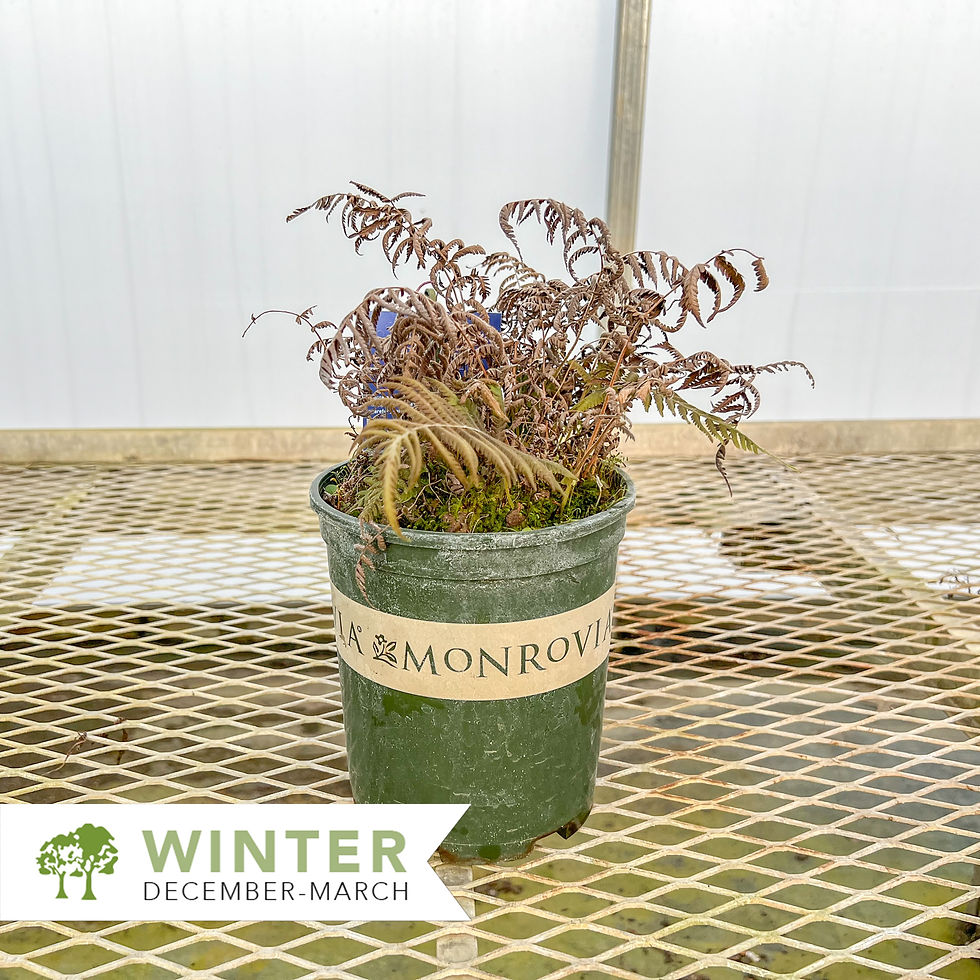 Thumbnail: Southern Wood Fern – Thelypteris normalis