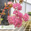 Thumbnail: SunSparkler® Cherry Tart Sedum - Sedum hybrid 'Cherry Tart'