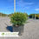 Thumbnail: Green Velvet Boxwood - Buxus x 'Green Velvet'