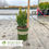 Thumbnail: Petite Pillar™ Dwarf Boxwood – Buxus sempervirens 'MonAlex'