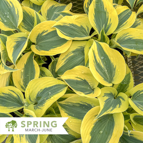 Shadowland® Autumn Frost Hosta - Hosta 'Autumn Frost