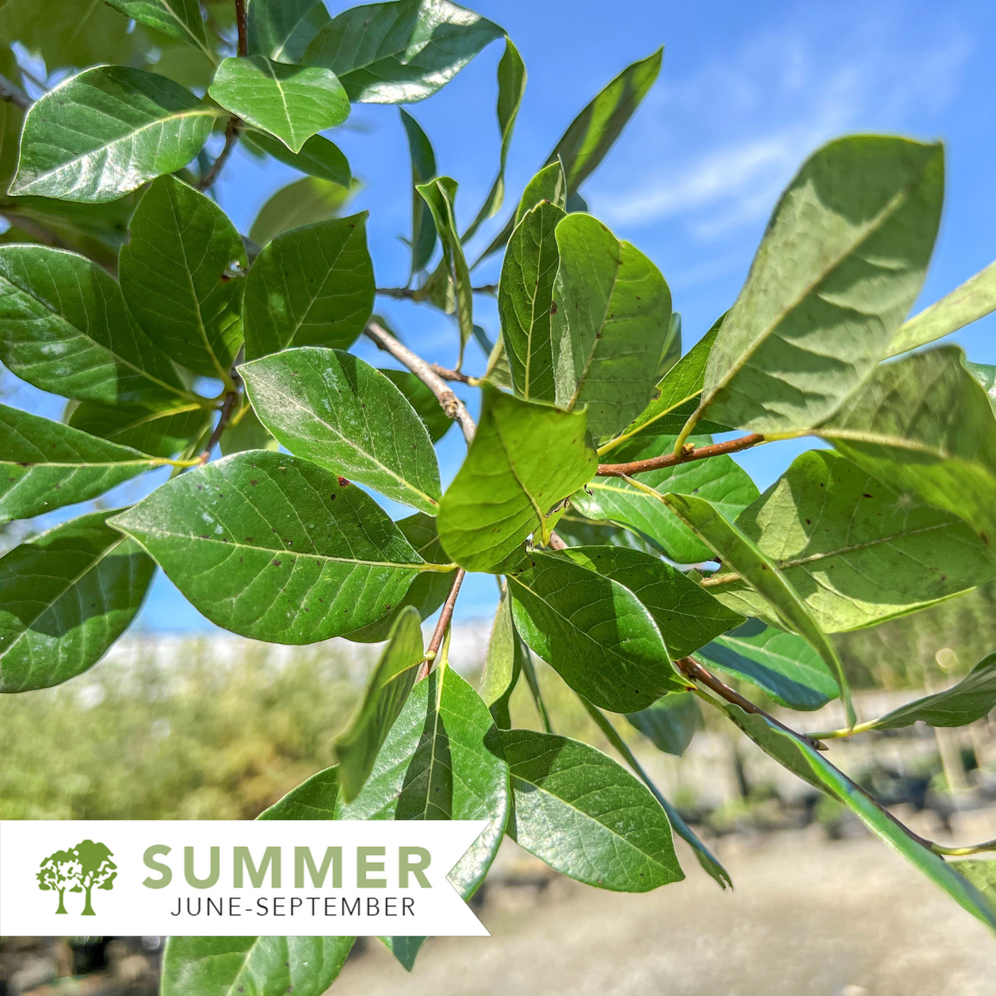 Green Gable™ Black Gum - Nyssa sylvatica 'NSHUHH'