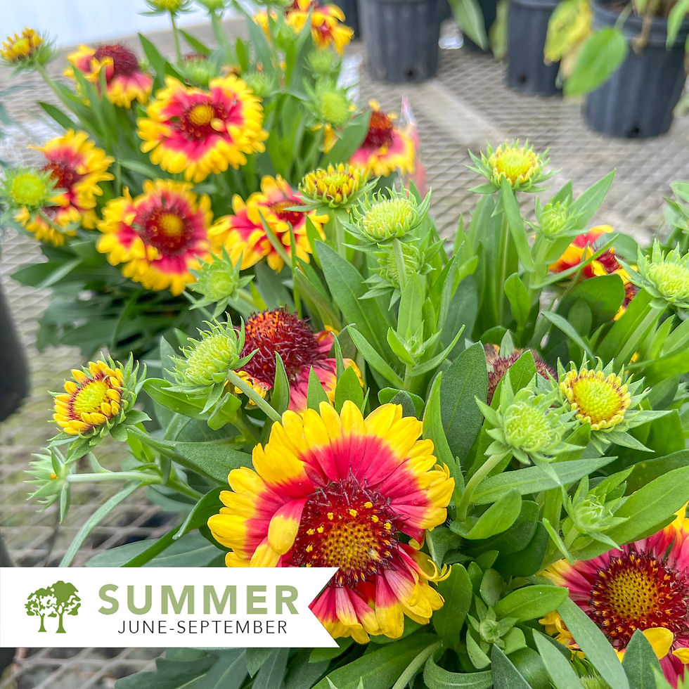 Thumbnail: Sunset Flash Blanket Flower – Gaillardia x grandiflora 'Sunset Flash'