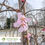 Thumbnail: Pink Cascade® Weeping Cherry – Prunus 'NCPH1'