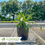 Thumbnail: Variegated Liriope-Liriope muscari 'Variegata'