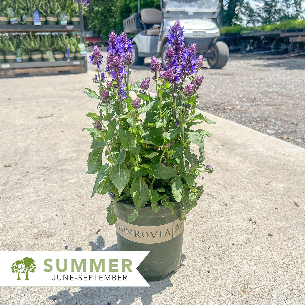 Thumbnail: Blue Marvel Meadow Sage - Salvia nemorosa 'Blue Marvel'
