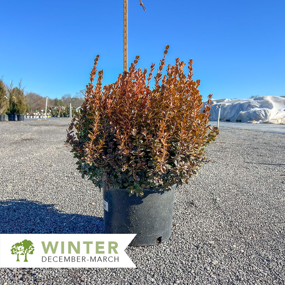 Thumbnail: NewGen® Freedom Boxwood – Buxus 'SB300'