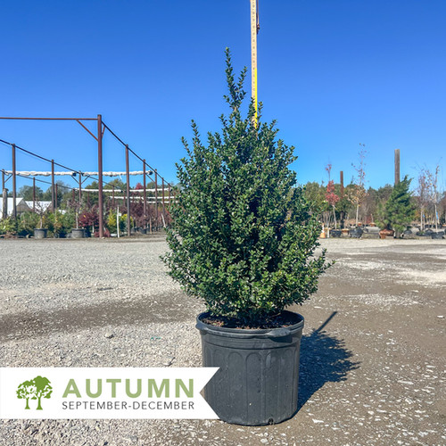 Steeds Upright Japanese Holly - Ilex crenata 'Steeds