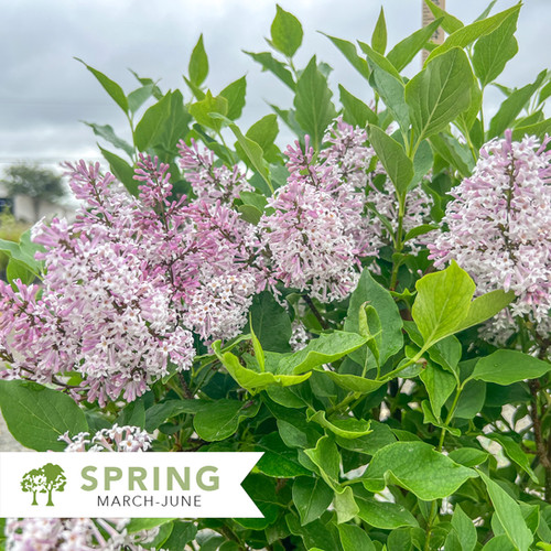 Miss Kim Korean Lilac - Syringa pubescens subsp. patula 'Miss Kim ...