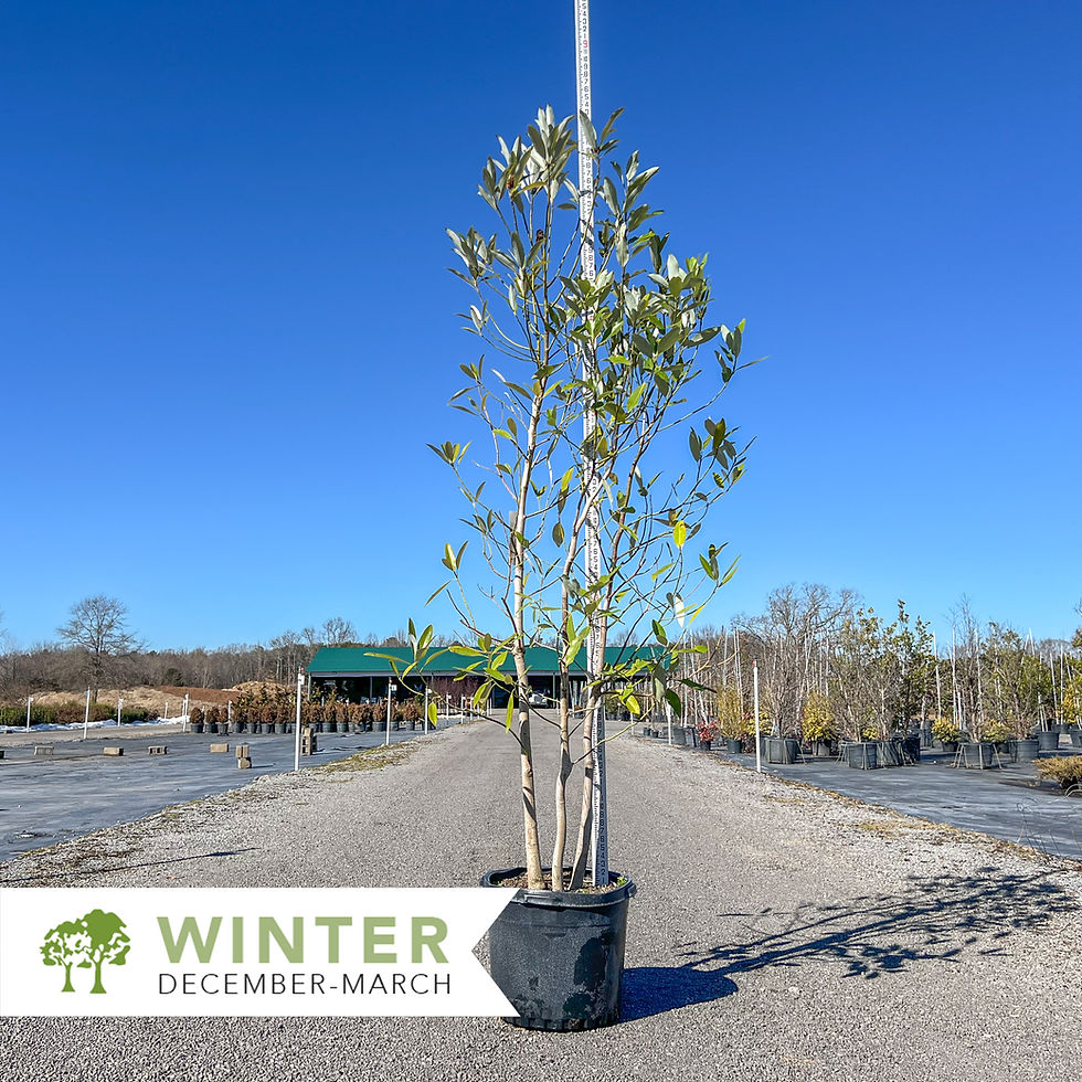 Thumbnail: Sweetbay Magnolia - Magnolia virginiana