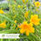 Thumbnail: Stella D'Oro Daylily - Hemerocallis 'Stella D'Oro'