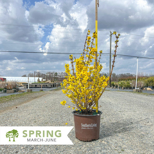 Magical® Gold Forsythia - Forsythia x intermedia 'Kolgold