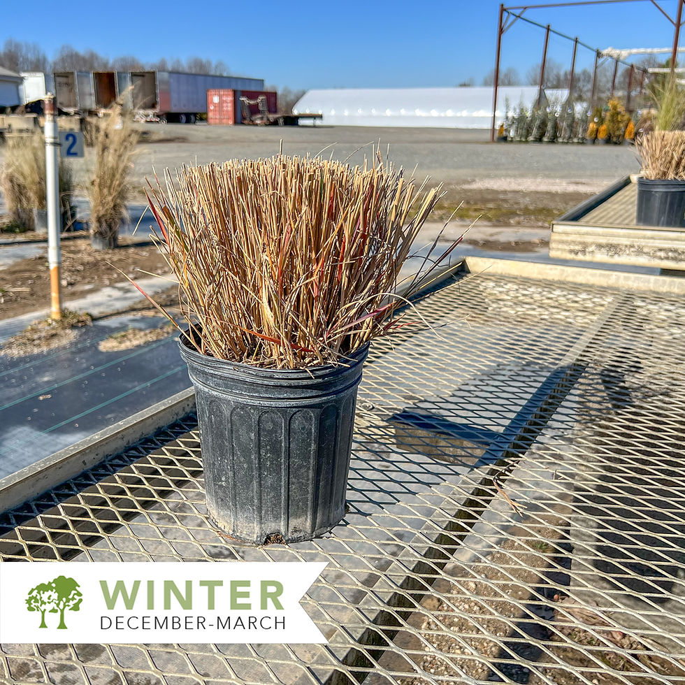 Thumbnail: Karl Foerster Feather Reed Grass - Calamagrostis x acutiflora 'Karl Foerster'