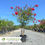 Thumbnail: Tonto Crape Myrtle - Lagerstroemia indica x faueri 'Tonto'