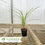 Thumbnail: Creeping Liriope - Liriope spicata