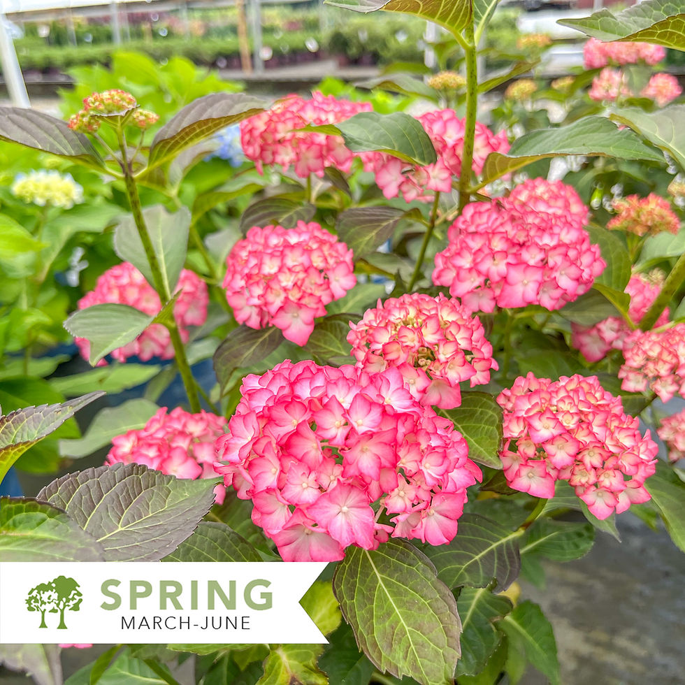Thumbnail: Seaside Serenade® Hamptons Hydrangea - Hydrangea macrophylla 'HORTHAMP'