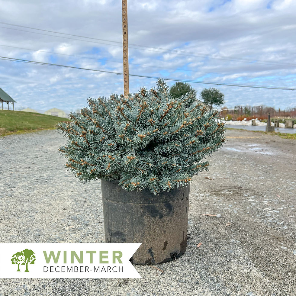 Thumbnail: Dwarf Globe Blue Spruce - Picea pungens 'Globosa'