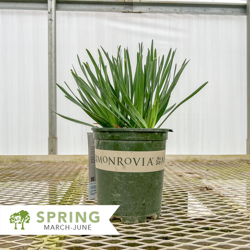 Cobalt Millenium Ornamental Onion - Allium x 'FB2020