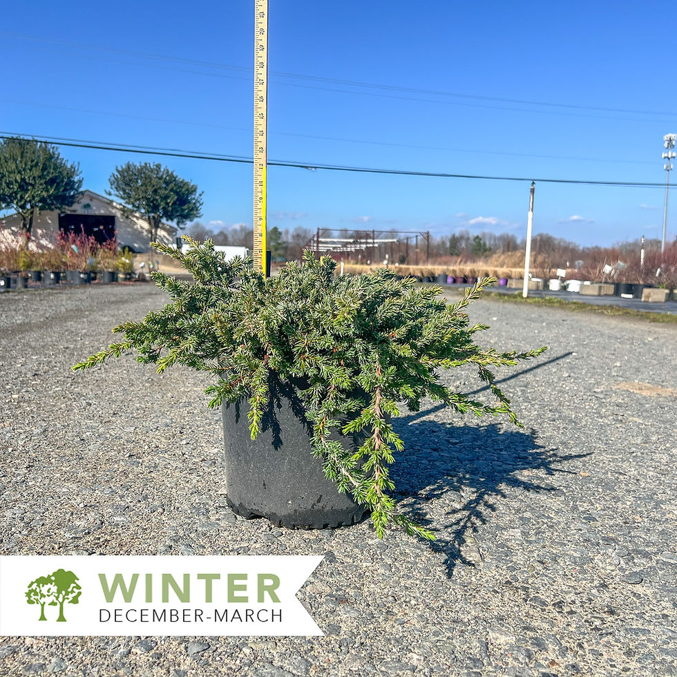 Thumbnail: Blue Pacific Shore Juniper - Juniperus conferta 'Blue Pacific'