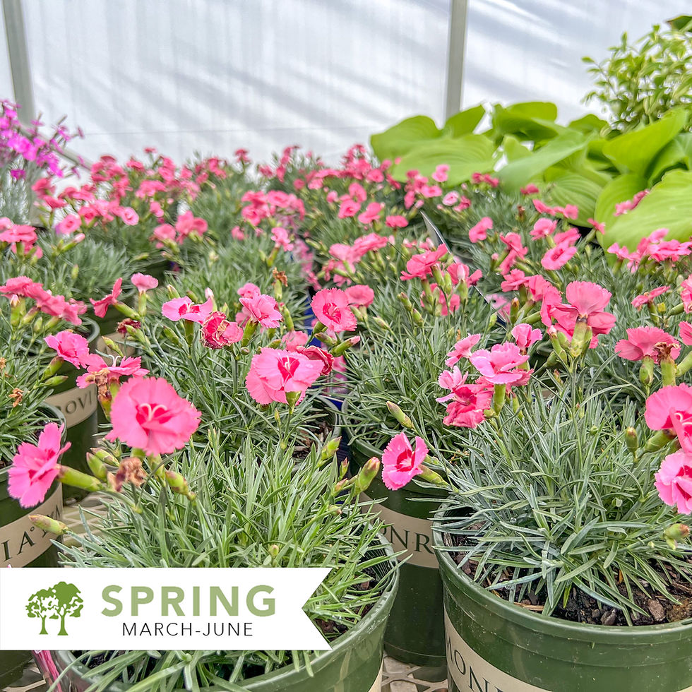 Thumbnail: Scent from Heaven™ Angel of Hope Dianthus - Dianthus hybrid 'Angel Of Hope'