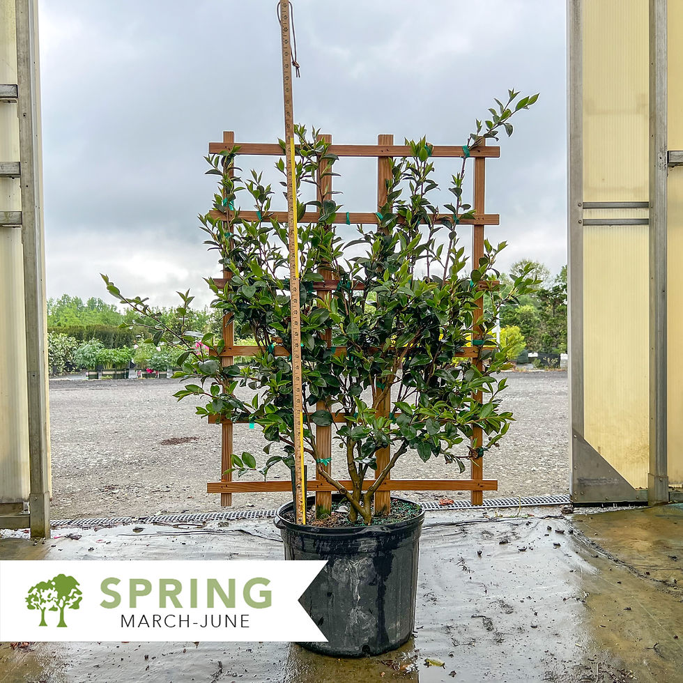 Thumbnail: Kanjiro Camellia Espaliered - Camellia sasanqua 'Kanjiro'