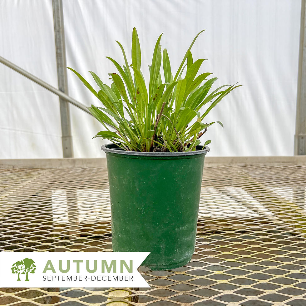 Thumbnail: Stokes Aster - Stokesia laevis 'Honeysong Purple'