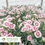 Thumbnail: American Pie® Berry à la Mode Dianthus – Dianthus 'Wp22 Pie39'