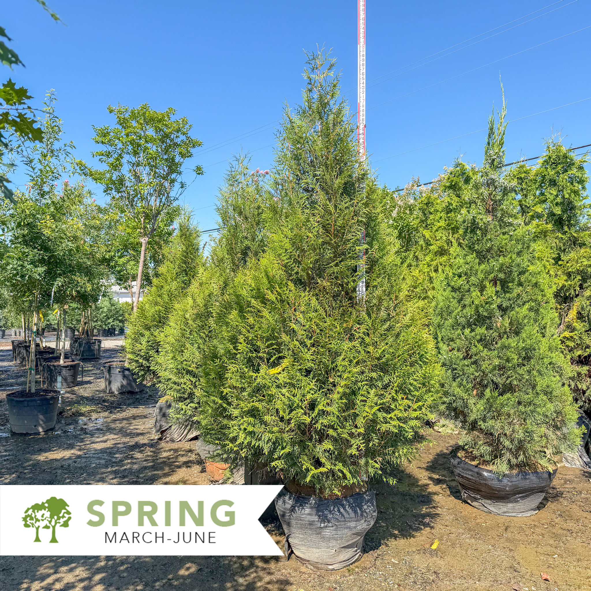 Leprechaun™ Arborvitae - Thuja standishii x plicata 'Leprechaun'
