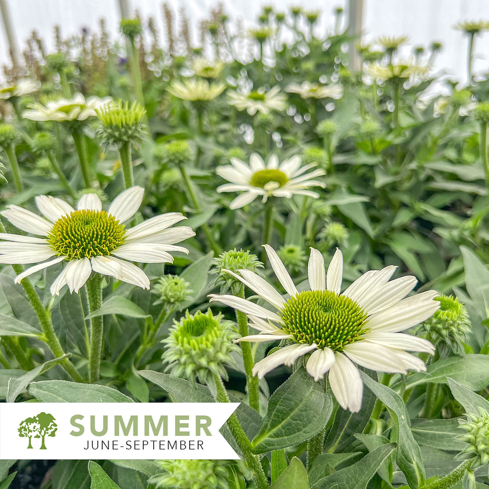 Thumbnail: Kismet® White Coneflower – Echinacea hybrid 'TNECHKW'