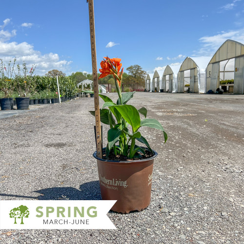 Cannova® Orange Shades Canna Lily - Canna hybrid 'Orange Shades