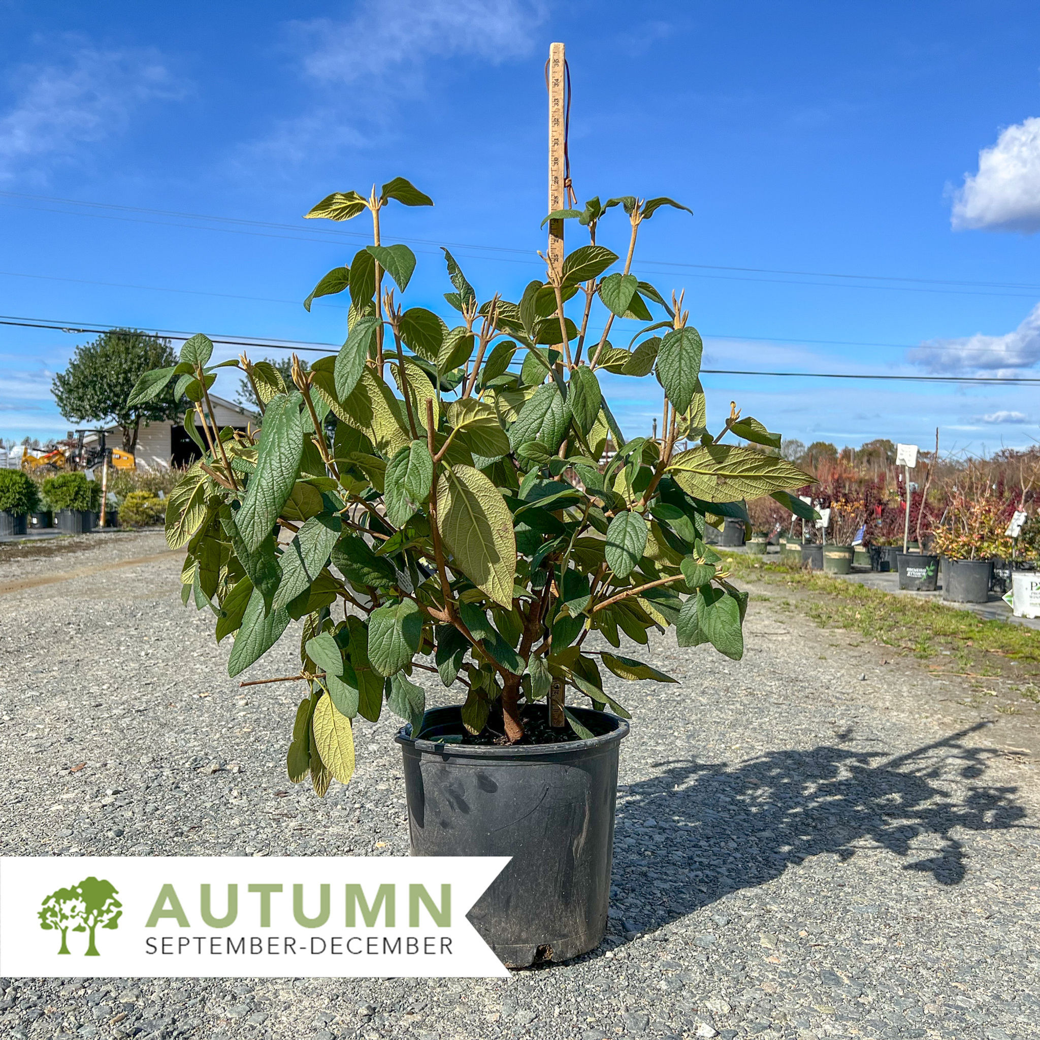 Leatherleaf Viburnum - Viburnum rhytidophyllum