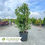 Thumbnail: Oak Leaf™ Red Holly - Ilex x 'Conaf'