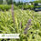 Thumbnail: Variegated Liriope-Liriope muscari 'Variegata'